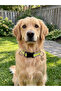 Reflective Dog Collar with Clip, Adjustable and Visible at Night - Medium Breed Dog Collar - 6