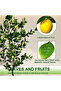 180cm Artificial Lemon Tree Indoor Outdoor Faux Lemon Plant with White Pot for Office Home Decor - 6