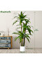 180cm Artificial Dracaena Tree, Fake Yucca Tree with White Planter for Home Office Room Decor Indoor - 5