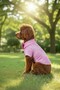 Cat-Dog 100% Cotton Muslin Summer Dress - Shirt - Gilet - T-Shirt - Clothing - 6