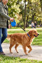 5 Meters 50kg Automatic Retractable Dog Leash - 3