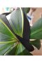 Black Frost Rubber - 1 cm Waist and Leg, 20 Meters 1 Pack - 2