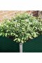 Raised Garden Bed 100x100x77 cm Galvanised Steel Green - 2