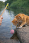 Cat Toy Rope Wrap Ball with Bell, Cat Fishing Rod with Bell - 3
