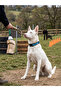 Reflective Dog Collar with Clip, Adjustable and Durable - Medium Breed Dog Collar - 6