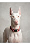 Reflective Dog Collar with Clip, Adjustable Double D-Rings, Night Visibility (S-L)