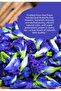 Premium Butterfly Pea Flowers (30g) – Blue Pea Tea | Caffeine-Free Herbal Infusion - 2