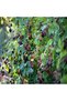 Mure, Rubus H 50 CM - 5