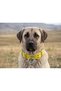 Large Breed Adult Dog Collar 80X5 cm