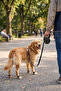 5 Meters 50kg Automatic Retractable Dog Leash Black - 3