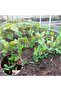 250M Strong Reusable GARDEN TWINE Horticultural Utility Polypropylene String Rope - 5