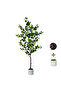 180cm Artificial Lemon Tree Indoor Outdoor Faux Lemon Plant with White Pot for Office Home Decor