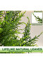 150cm Artificial Cedar Tree, Faux Cedar Tree in Black Planter with UV for Office Home Decor - 7