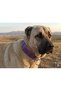 Large Breed Adult Dog Collar 80X5 cm