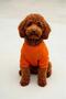 Bnt-S2514 Cat Dog Outfit Sweatshirt Orange - 2