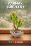Florist Parmak Succulent Building Block Flower Set (103 Pieces) - Sedum Pachyphyllum Plant Series