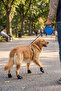 5 Meters 50kg Automatic Retractable Dog Leash - 4