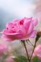 Renewing Rose Serum |   Renewing, Nourishing and Repairing Facial Serum - 3