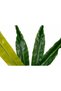 Feriga artificiala Asplenium osaka S verde - 7