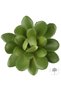 Planta artificiala suculenta model51