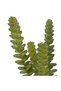 Planta artificiala crassula - 5