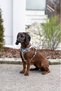 Y Type Sport Dog Chest Harness 15 mm (30-50 / 50-60 cm) - Fitty Series - S - 7