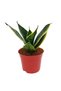 Sansevieria mixt - 4