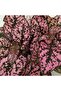 Hypoestes - 2