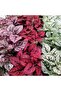 Hypoestes - 5