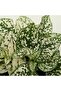 Hypoestes - 3