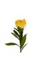 Floare artificiala Protea 80 cm