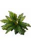 Feriga artificiala Asplenium nidus L - 3
