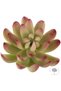 Planta artificiala suculenta model42