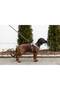 Y Type Sport Dog Chest Harness 25 mm (50-85 / 75-100 cm) - Fitty Series - L - 4