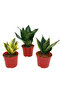 Sansevieria mixt