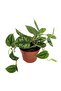 Scindapsus Trebie