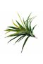 Feriga artificiala Asplenium osaka L verde - 5