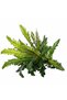 Feriga artificiala Asplenium nidus L - 4