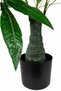 Planta artificiala H65cm Schefflera amate - 6