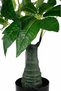 Planta artificiala H65cm Schefflera amate - 3