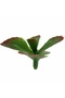 Planta artificiala suculenta model12 - 5