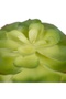 Planta artificiala suculenta model2 DK - 3