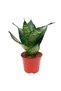 Sansevieria mixt - 3