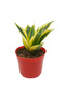 Sansevieria mixt - 2