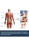 1-Piece Pain Relief Cream For Neck Back, Muscle Joint Care, Shoulder care, swollen knee - 5