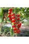 Complex Extra Premium MicroNutrient Fertilizer to Boost Plant Growth 1 kg - 5