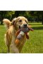 Plush Duck Squeaky Dog Toy - 2