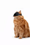 Black Mask for Cats & Small Pets |   Decorative Fun Photo Mask |   Lightweight - 4