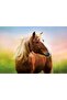 500 Horse At Sunrıse Fsc(R) - 2