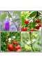 Cherry Pitter,Olive Pitter Tool,Pit Remover,Quick Push Pull,6 Hole Seed,Multi-Function Core Seed Depitter,Green,Kitchen Tool - 7